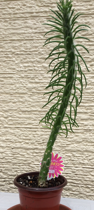 ダイソーでレアで珍しい観葉植物をゲットpart 我が家の観葉植物を紹介します