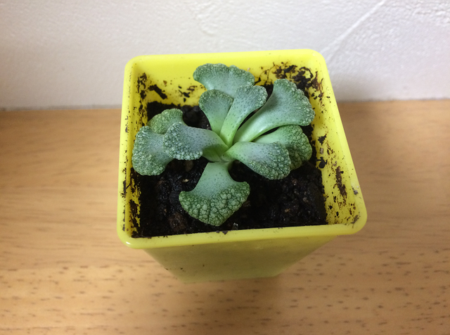 ダイソーでレアで珍しい観葉植物をゲットpart 我が家の観葉植物を紹介します